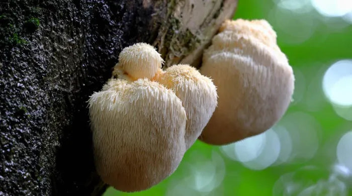 Korálovec ježatý - jaké má Hericium účinky?