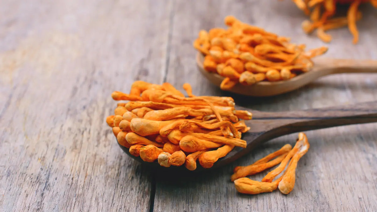 Jaké má Cordyceps účinky?