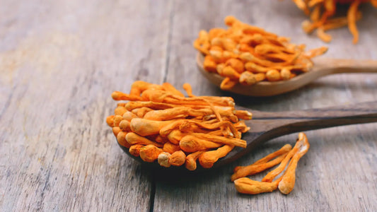 Jaké má Cordyceps účinky?