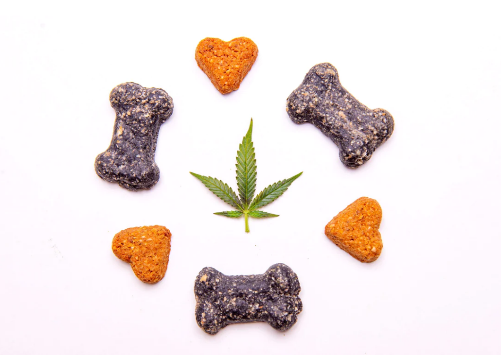 Je CBD bezpečné pro zvířata?