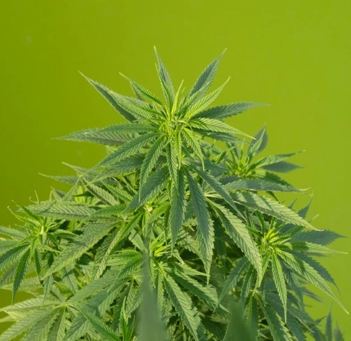 Co jsou kanabinoidy? A jak fungují?