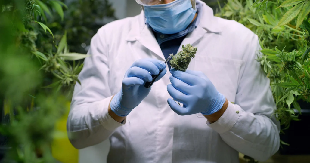 Proč koupit CBD od Naturecan?