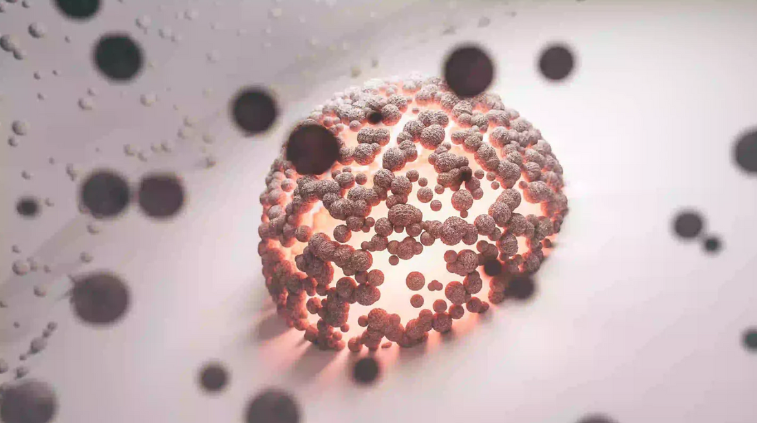 Jaké má spermidin účinky?